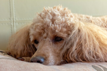 Sad eyes of a poodle lying on the bed, close-up.