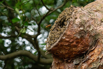 Fototapeta na wymiar 二ホンミツバチの巣に近づくキイロスズメバチ！ キイロスズメバチが、二ホンミツバチの巣の入口付近でホバリングしながら、二ホンミツバチの働きバチを捕まえるチャンスを覗っていました。