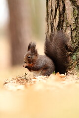 Naklejka na ściany i meble Squirrel. The squirrel was photographed in the Czech Republic. Squirrel is a medium-sized rodent. Inhabiting a wide territory ranging from Western Europe to Eastern Asia. Free nature. Beautiful pictur