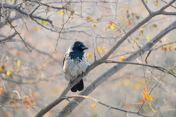The hooded crow (Corvus cornix)  on a tree branch. Late autumn, almost no leaves.