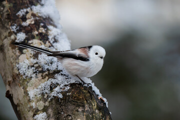 冬のシマエナガ