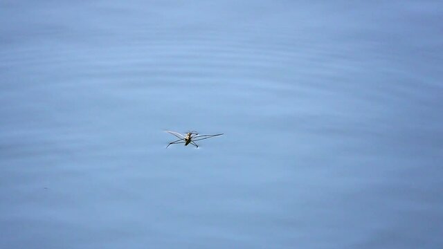 Water striders on the water surface, Bedbug - water strider. slow motion