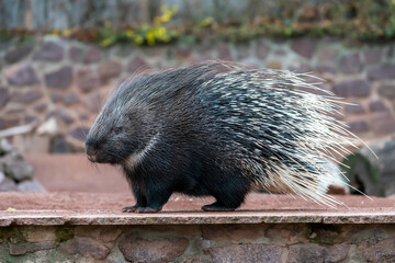 Cape porcupine portrait