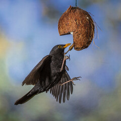 Amsel (Turdus merula) M&auml;nnchen