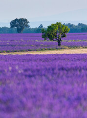 Lavender (lavandin) fields, Valensole Plateau, Alpes Haute Provence, Provence, France, Europe