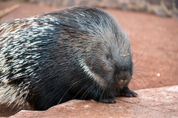 Cape porcupine portrait