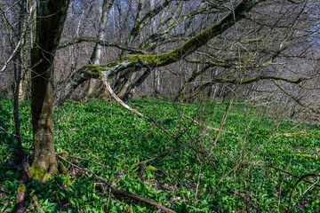 Bärlauchlandschaft, erstes Grün im Frühlingswald, Baden-Württemberg, Deutschland