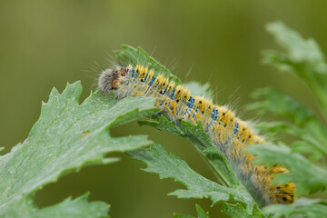 Lasiocampa trifolii, Grass eggar, yellow caterpillar on the leaf with green background