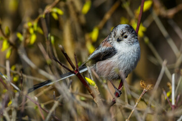 Schwanzmeise (Aegithalos caudatus)