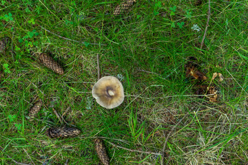 Mushrooms on ground in forest in Bucegi National Park, Romania