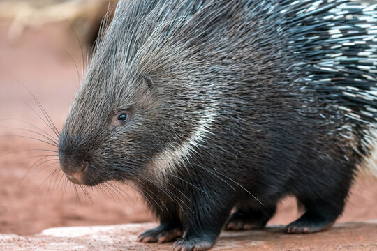 Cape Porcupine Portrait