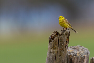 Goldammer (Emberiza citrinella) Männchen
