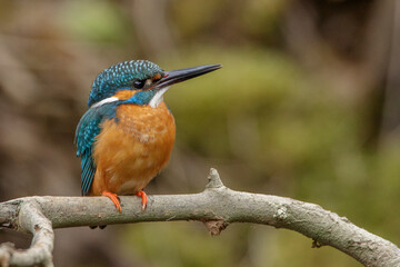 Eisvogel (Alcedo atthis) Männchen