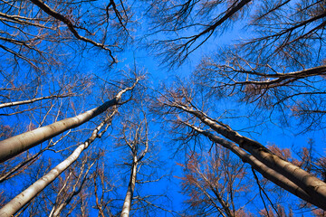 Bottom View of Beech Trees in Autumn at Blue Sky Background