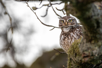 Steinkauz (Athene noctua)