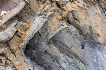 Wallcreeper (Tichodroma muraria)