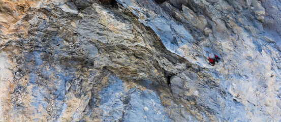 Wallcreeper (Tichodroma muraria)