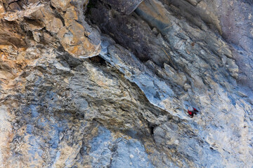 Wallcreeper (Tichodroma muraria)