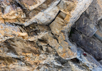 Wallcreeper (Tichodroma muraria)