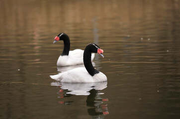 Black-necked swans, Cygnus melancoryphus, swimming in the lake