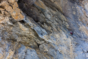 Wallcreeper (Tichodroma muraria)