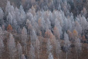 Winter landscape of the frozen forest