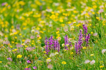 Alpine Flora, Col de la Cayolle, Ubaye Valley, Vallée de l'Ubaye, Alpes Haute Provence, Provence, France, Europe