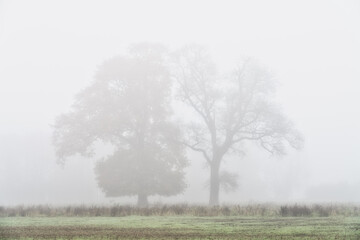 Fototapeta premium Lone tree with morning fog