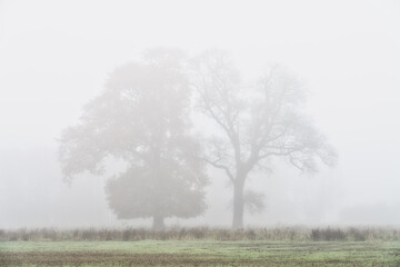 Lone tree with morning fog