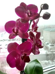 Winter orchid
