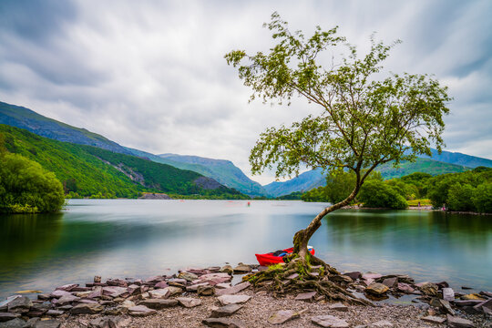 Lone Tree on Llyn Padarn lake, Snowdonia, Wales, UK