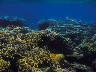 Fototapeta na wymiar colorful coral world while diving in the red sea
