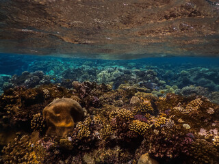 colorful coral world with reflection from the water surface in the red sea