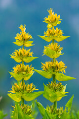 Great Yellow Gentian (Gentiana lutea), Col de la Cayolle, Ubaye Valley, Vallée de l'Ubaye, Alpes Haute Provence, Provence, France, Europe