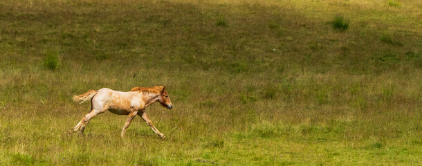 Light coloured foal running on a field in Bucegi National park, Romania