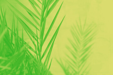 Green palm leaves and their shadow on yellow background, copy space