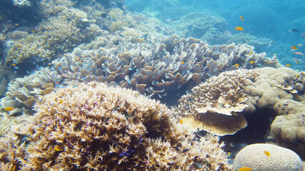 Naklejka na ściany i meble Underwater Colorful Tropical Fishes. wonderful and beautiful underwater colorful fishes and corals in the tropical reef. Leyte, Philippines.