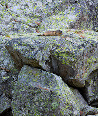 Alpine marmot (Marmota marmota)