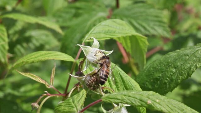 Abeille &agrave; miel butinant le nectar d'une fleur de framboisier