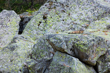 Alpine marmot (Marmota marmota)
