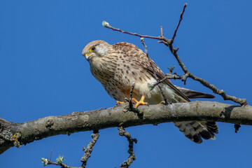Turmfalke (Falco tinnunculus) Weibchen
