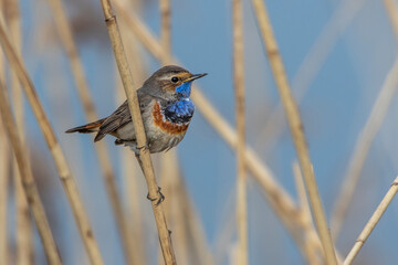 Weißsterniges Blaukehlchen (Luscinia svecica) Männchen