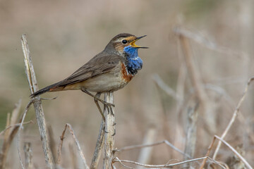 Weißsterniges Blaukehlchen (Luscinia svecica) Männchen
