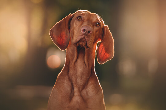 Beautiful Young Hungarian Vizsla model dog in the City
