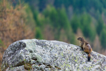 Alpine marmot (Marmota marmota)