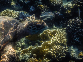 head from a hawksbill turtle with colorful corals large view