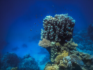 Fototapeta na wymiar high single coral colony and deep blue sea in egypt