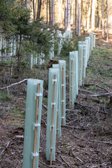 Kleine Bäume in Schutzmanschetten / Wuchshülsen gegen Wildverbiss (Verbissschutz) im Wald beim...