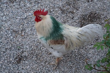 cock, gallo