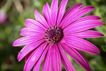 Obraz premium Single daisy on green background